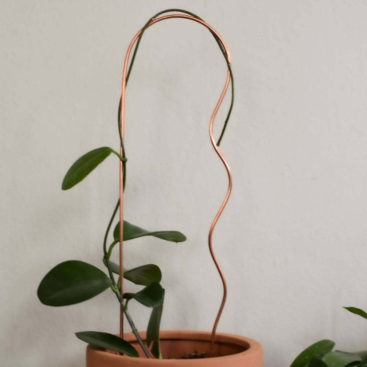 copper trellis for plants Bobby Pin Copper Plant Trellis