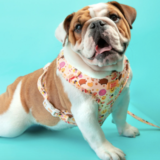 Pan Dulce Harness