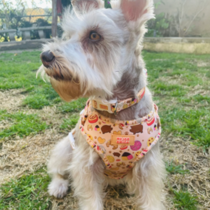 Pan Dulce Harness