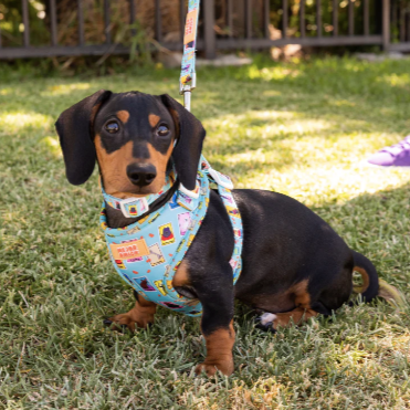 Dog Loteria Harness